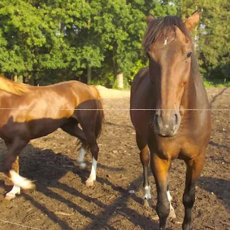 Farmház Ferien Am Schloss